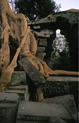 Baumwurzeln inhaftieren Steine â€‹â€‹der Tempelkambodscha