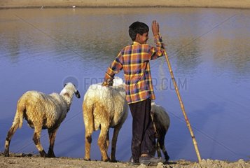 Young shepherd and his sheep near a lake Rajasthan India