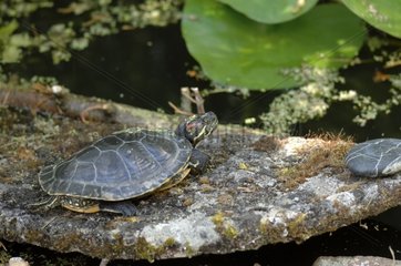 Red-eared Pond Slider in a pond