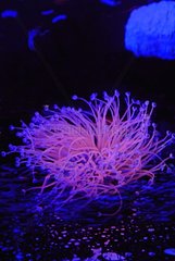 Fluoreszenzrohranemone im Aquarium