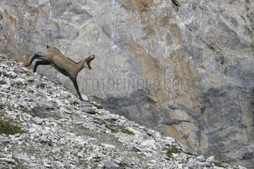 Chamois racing down a talus scree Valais Switzerland