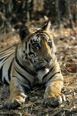 Benal tiger Madhya Pradesh Bandhavgarh NP India