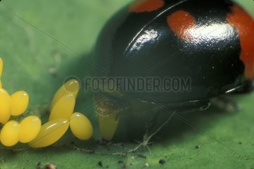 Käfer legt seine Eier auf einem Frankreichblatt nieder