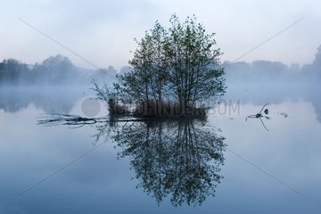 Nebel auf einem Teich und einer Vegetation auf der Insel Belfort
