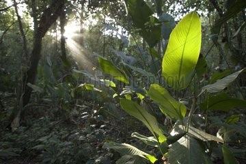 Foliage lit in undergrowth of rainforest Costa Rica