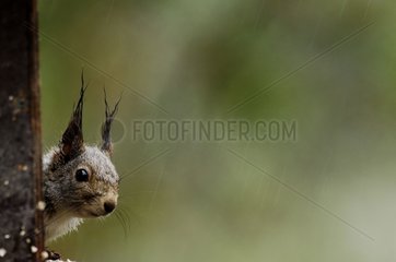 European red Squirrel at spring Finland