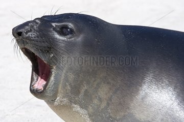 Young Northern elephant seal in Falkland Islands