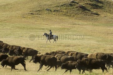 Cowboy pushing herd at Bison Roundup Custer State Park USA