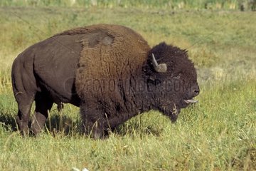 Bison mâle captif en rut Alberta Canada