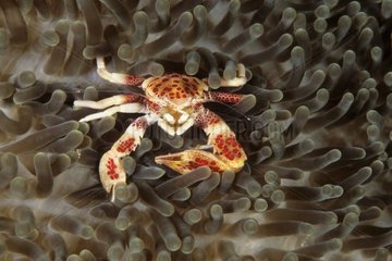 Anemone Crab Bunaken Sulawesi Indonesia