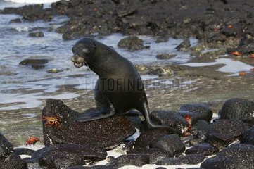 Lion de mer des Galapagos sur un rocher Iles Galapagos