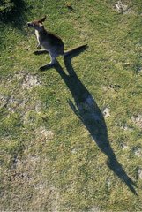 Eastern Grey Kangaroo and its shadow Murramarang NP