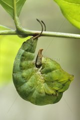 Caterpillar of the Archaeoprepon butterfly lends to nymphos