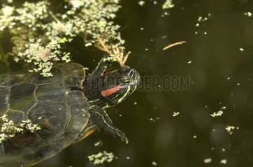 Red-eared Pond Slider swimming in water