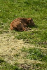 Young veal lying down in a meadow in Ardeche France