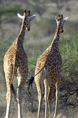 Giraffes in the Nakuru reserve Kenya