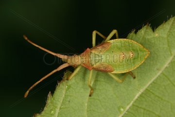 Box Bug under a leaf Belgium