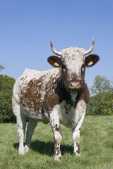 Ferrandaise heifer in meadow France