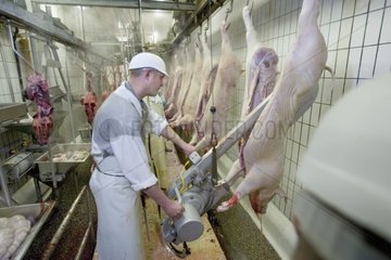 Découpe carcasse de porc avançant dans la chaîne d'abattage