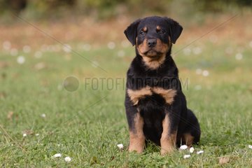 Rottweiller puppy sitting in the meadow
