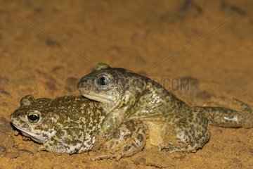 Natterjack toad and Pelobate mating France