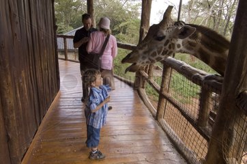 Giraffe and tourists in Kenya Nairobi Giraffe Center