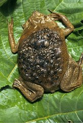 Eggs of Suriname Toad on female's back