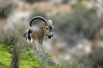 Male Spanish ibex