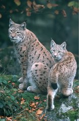 Lynx boréal adulte et jeune