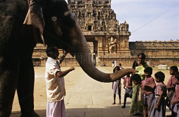 Kinder mit einem asiatischen Elefanten und seinem Trainer Indien