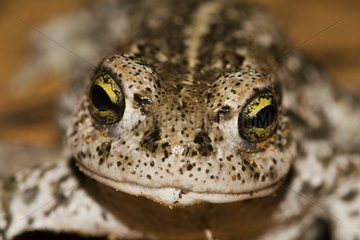 Portrait of a Natterjack toad Luberon Regional Natural Park