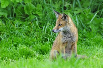 Red Fox Cub sat in Grass England
