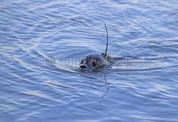 First released of a Harbor Seal with Argos beacon
