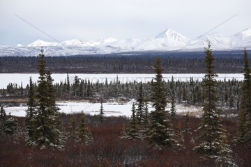 Tundra im Yukon Kanada