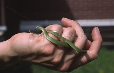 Serpent vert enroulé dans les doigts d'une main Winnipeg