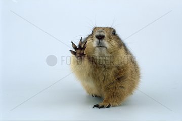 Black-tailed prairie dog making a sign of the leg
