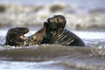 Two Grey seals playing in saltwater Finistère France