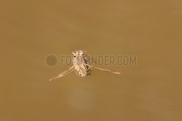 Mating of water striders on water France