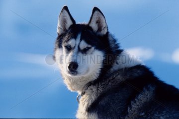 Portrait de chien Husky