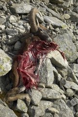 Männlicher Mouflon getötet und gegessen von Wolves Mercantour NP