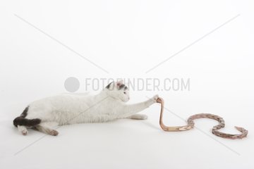 Domestic Cat playing with a false Snake in a house