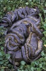 Femelle Anaconda formant un noeud d accouplement avec 7 mâle