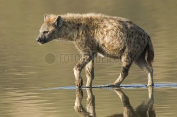 Spotted hyaena walking in water Nakuru lake Kenya