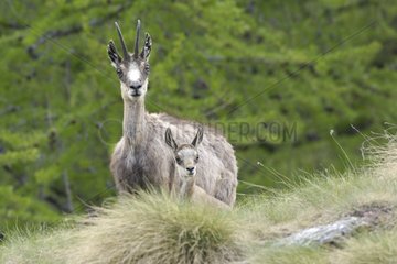 Female Chamois and its young Grand Paradis NP Italy
