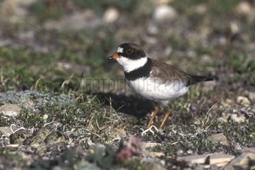 Semipalmated plover on ground North America