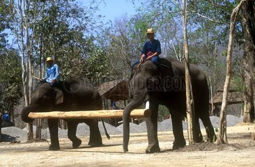 Ecole de cornac  éléphants en apprentissage