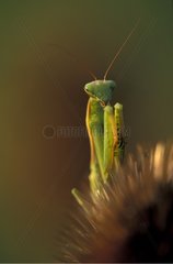 Portrait of a Praying mantis Switzerland