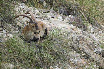 Male Spanish ibex lying down in the middle of rocks