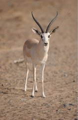 Sand Gazelle in the desert United Arab Emirates