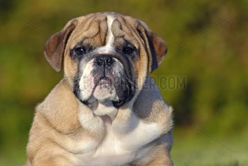 Welpenhund der englischen Bulldogge Frankreich